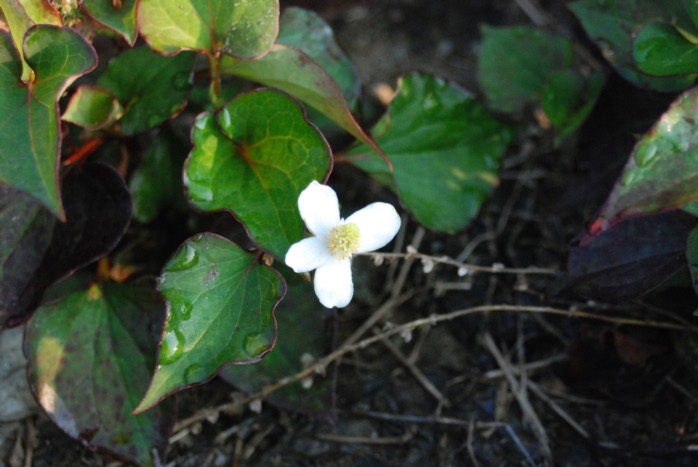 どくだみの 歌集 桐の花より 北原白秋 写真で味わう北原白秋 短歌５０選