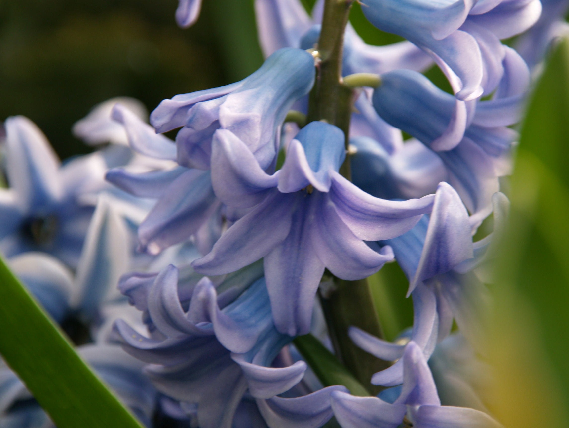 ヒヤシンス 北原白秋 短歌 桐の花より 写真で味わう北原白秋 短歌５０選